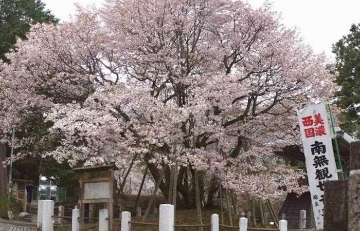 岐阜 大垣 養老お花見22 岐阜 大垣 養老 情緒あふれる桜景色を満喫 お花見おすすめ人気スポット選 一休 Comレストラン 岐阜 大垣 養老お花見22 岐阜 大垣 養老 情緒あふれる桜景色を満喫 お花見おすすめ人気スポット選 一休 Comレストラン