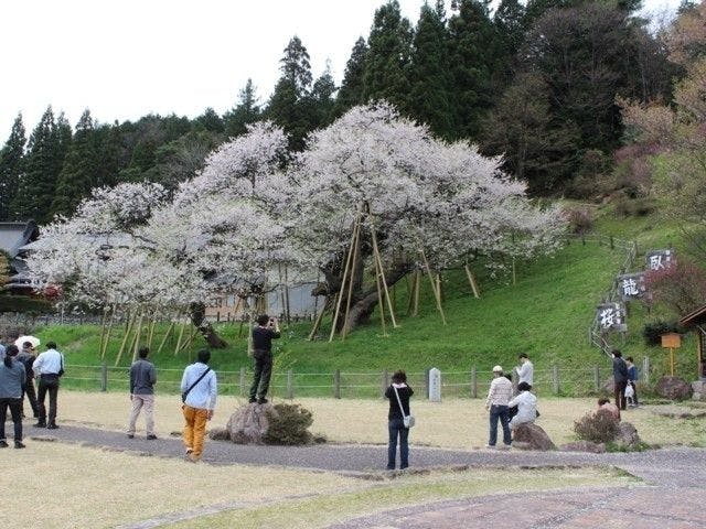 花筐公園 福井 越前 人気お花見スポット 一休 Comレストラン