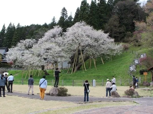 花筐公園 福井 越前 人気お花見スポット 一休 Comレストラン 花筐公園 福井 越前 人気お花見スポット 一休 Comレストラン