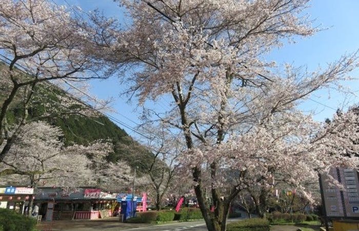 郡上 美濃 関お花見21 郡上 美濃 関 情緒あふれる桜景色を満喫 お花見おすすめ人気スポット12選 一休 Comレストラン 郡上 美濃 関お花見21 郡上 美濃 関 情緒あふれる桜景色を満喫 お花見おすすめ人気スポット12選 一休 Comレストラン