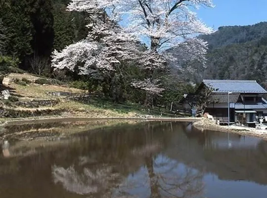 花筐公園 福井 越前 人気お花見スポット 一休 Comレストラン 花筐公園 福井 越前 人気お花見スポット 一休 Comレストラン