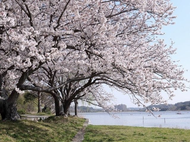 浜松お花見22 浜松 情緒あふれる桜景色を満喫 お花見おすすめ人気スポット11選 一休 Comレストラン