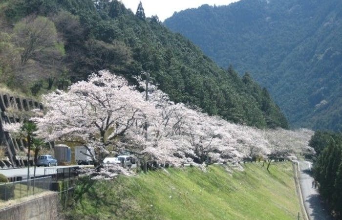浜松お花見21 浜松 情緒あふれる桜景色を満喫 お花見おすすめ人気スポット11選 一休 Comレストラン 浜松お花見21 浜松 情緒あふれる桜景色を満喫 お花見おすすめ人気スポット11選 一休 Comレストラン