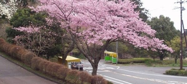 ここは押さえておきたい 中伊豆のおすすめお花見スポット14選 ここは押さえておきたい 中伊豆のおすすめお花見スポット14選