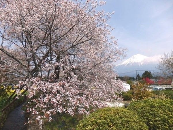 富士宮お花見22 富士宮 情緒あふれる桜景色を満喫 お花見おすすめ人気スポット14選 一休 Comレストラン