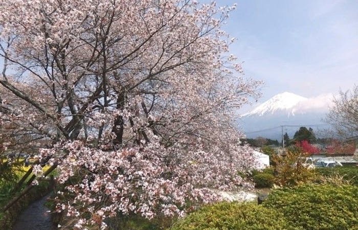 富士宮お花見22 富士宮 情緒あふれる桜景色を満喫 お花見おすすめ人気スポット14選 一休 Comレストラン 富士宮お花見22 富士宮 情緒あふれる桜景色を満喫 お花見おすすめ人気スポット14選 一休 Comレストラン
