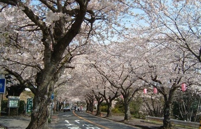 伊豆お花見21 伊豆 情緒あふれる桜景色を満喫 お花見おすすめ人気スポット14選 一休 Comレストラン 伊豆お花見21 伊豆 情緒あふれる桜景色を満喫 お花見おすすめ人気スポット14選 一休 Comレストラン