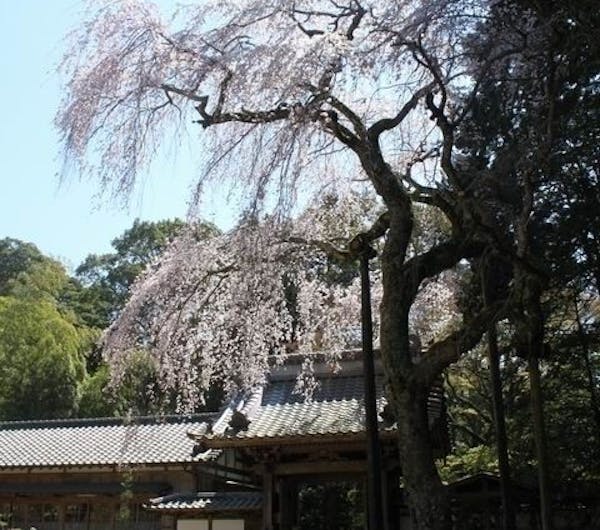 報本寺のしだれ桜 静岡 下田 人気お花見スポット 一休 Comレストラン 報本寺のしだれ桜 静岡 下田 人気お花見スポット 一休 Comレストラン