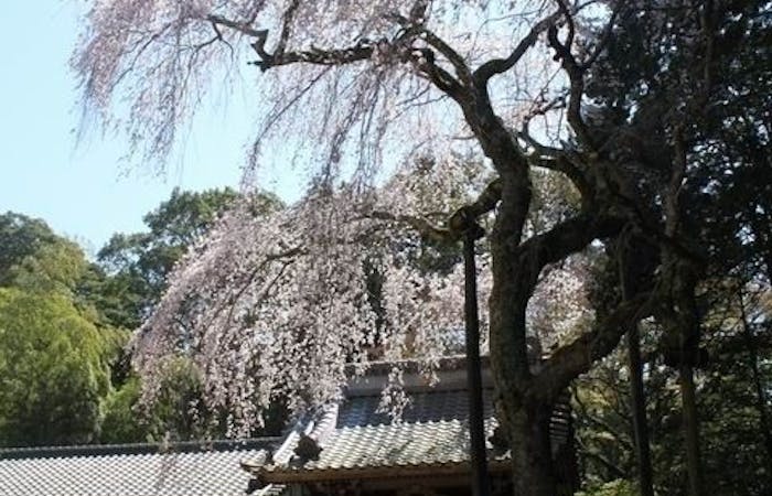 下田お花見21 下田 情緒あふれる桜景色を満喫 お花見おすすめ人気スポット9選 一休 Comレストラン 下田お花見21 下田 情緒あふれる桜景色を満喫 お花見おすすめ人気スポット9選 一休 Comレストラン