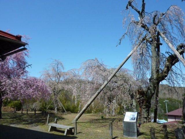 ここは押さえておきたい 中伊豆のおすすめお花見スポット14選 ここは押さえておきたい 中伊豆のおすすめお花見スポット14選