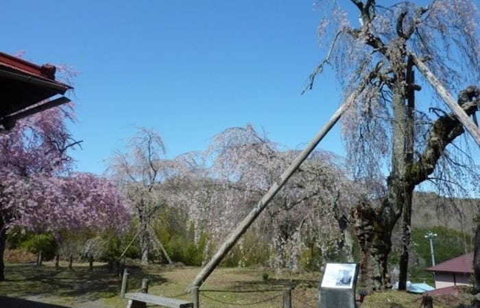 中伊豆お花見21 中伊豆 情緒あふれる桜景色を満喫 お花見おすすめ人気スポット14選 一休 Comレストラン 中伊豆お花見21 中伊豆 情緒あふれる桜景色を満喫 お花見おすすめ人気スポット14選 一休 Comレストラン