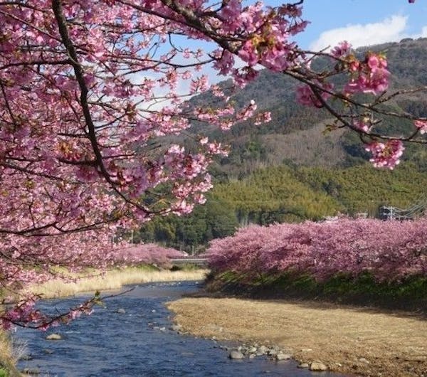 河津桜 静岡 賀茂 人気お花見スポット 一休 Comレストラン 河津桜 静岡 賀茂 人気お花見スポット 一休 Comレストラン