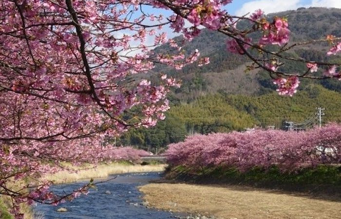 近く の 河津 桜の 名所