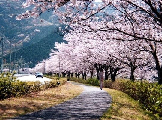 家山の桜トンネル 静岡 大井川 寸又峡 川根 人気お花見スポット 一休 Comレストラン 家山の桜トンネル 静岡 大井川 寸又峡 川根 人気お花見スポット 一休 Comレストラン