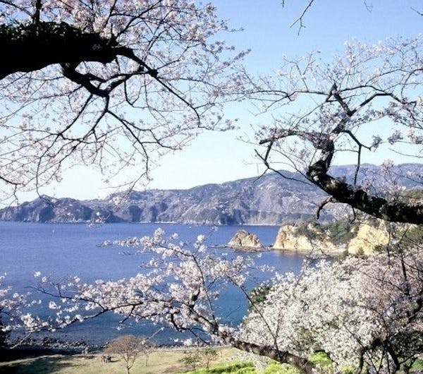 黄金崎公園 静岡 賀茂 人気お花見スポット 一休 Comレストラン 黄金崎公園 静岡 賀茂 人気お花見スポット 一休 Comレストラン