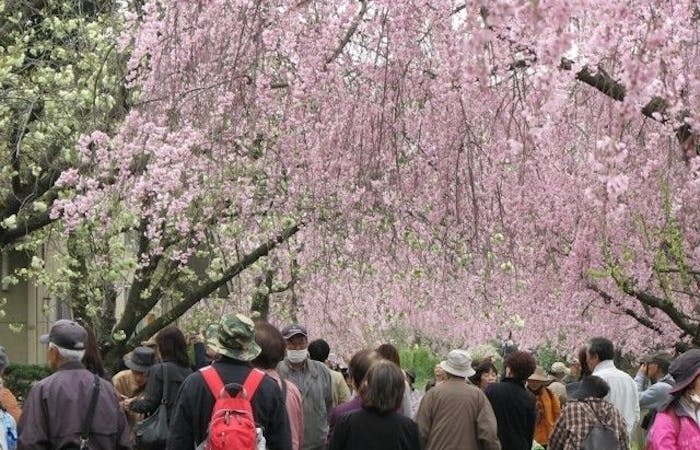 名古屋お花見22 名古屋 情緒あふれる桜景色を満喫 お花見おすすめ人気スポット27選 一休 Comレストラン 名古屋お花見22 名古屋 情緒あふれる桜景色を満喫 お花見おすすめ人気スポット27選 一休 Comレストラン