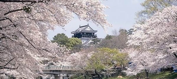 豊田 みよしお花見21 豊田 みよし 情緒あふれる桜景色を満喫 お花見おすすめ人気スポット21選 一休 Comレストラン 豊田 みよしお花見21 豊田 みよし 情緒あふれる桜景色を満喫 お花見おすすめ人気スポット21選 一休 Comレストラン