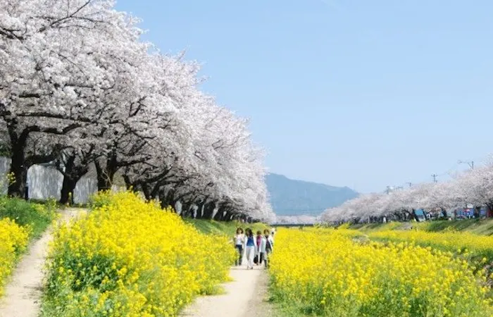 豊橋 豊川 田原お花見22 豊橋 豊川 田原 情緒あふれる桜景色を満喫 お花見おすすめ人気スポット9選 一休 Comレストラン 豊橋 豊川 田原お花見22 豊橋 豊川 田原 情緒あふれる桜景色を満喫 お花見おすすめ人気スポット9選 一休 Comレストラン