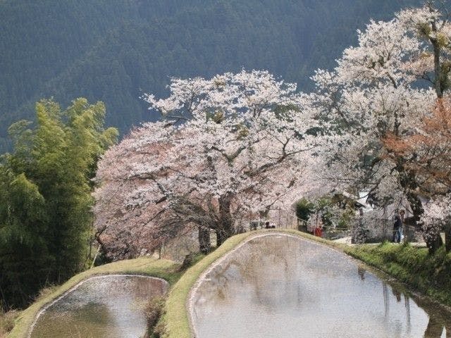 豊田 みよしお花見22 豊田 みよし 情緒あふれる桜景色を満喫 お花見おすすめ人気スポット21選 一休 Comレストラン