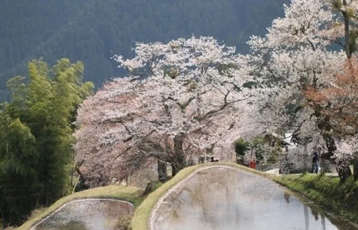 豊田 みよしお花見22 豊田 みよし 情緒あふれる桜景色を満喫 お花見おすすめ人気スポット21選 一休 Comレストラン 豊田 みよしお花見22 豊田 みよし 情緒あふれる桜景色を満喫 お花見おすすめ人気スポット21選 一休 Comレストラン