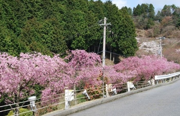 大津お花見21 大津 情緒あふれる桜景色を満喫 お花見おすすめ人気スポット30選 一休 Comレストラン 大津お花見21 大津 情緒あふれる桜景色を満喫 お花見おすすめ人気スポット30選 一休 Comレストラン