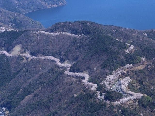 長浜お花見21 長浜 情緒あふれる桜景色を満喫 お花見おすすめ人気スポット10選 一休 Comレストラン