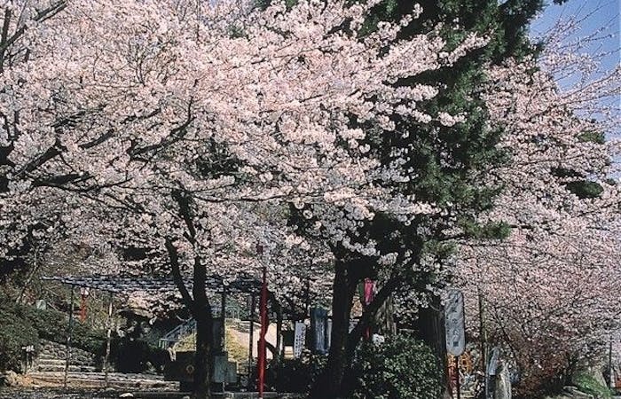 彦根お花見21 彦根 情緒あふれる桜景色を満喫 お花見おすすめ人気スポット13選 一休 Comレストラン 彦根お花見21 彦根 情緒あふれる桜景色を満喫 お花見おすすめ人気スポット13選 一休 Comレストラン