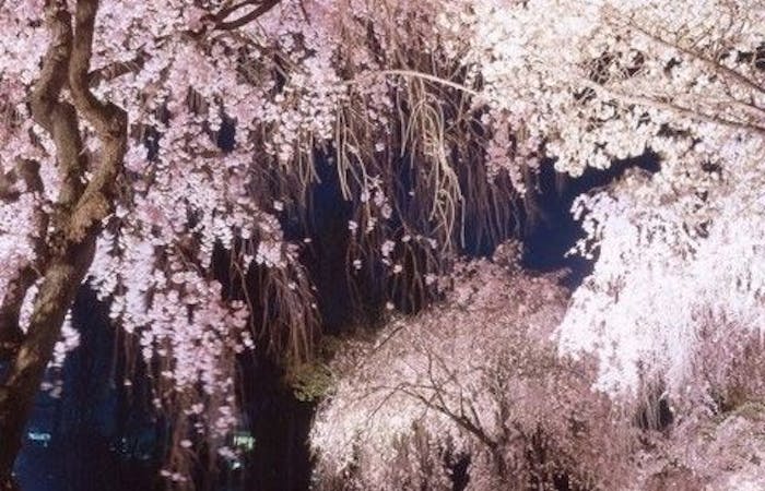 嵐山お花見21 嵐山 情緒あふれる桜景色を満喫 お花見おすすめ人気スポット30選 一休 Comレストラン 嵐山お花見21 嵐山 情緒あふれる桜景色を満喫 お花見おすすめ人気スポット30選 一休 Comレストラン