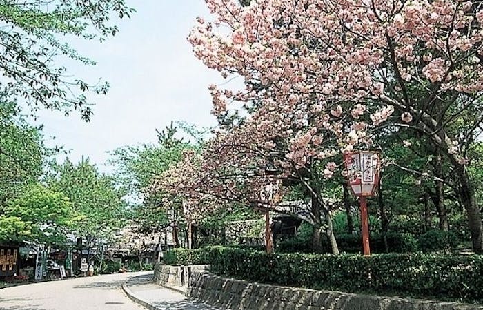 祇園お花見22 祇園 情緒あふれる桜景色を満喫 お花見おすすめ人気スポット30選 一休 Comレストラン 祇園お花見22 祇園 情緒あふれる桜景色を満喫 お花見おすすめ人気スポット30選 一休 Comレストラン