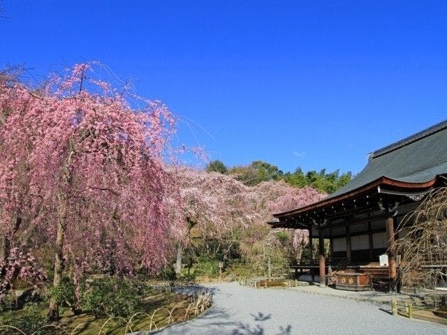 嵐山お花見21 嵐山 情緒あふれる桜景色を満喫 お花見おすすめ人気スポット30選 一休 Comレストラン