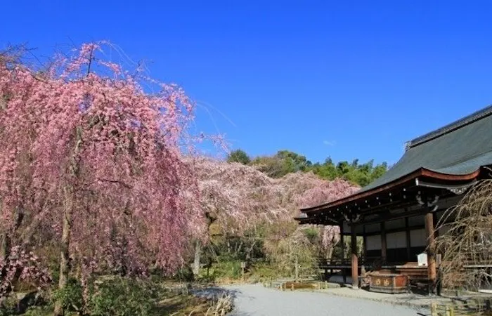 嵐山お花見22 嵐山 情緒あふれる桜景色を満喫 お花見おすすめ人気スポット30選 一休 Comレストラン 嵐山お花見22 嵐山 情緒あふれる桜景色を満喫 お花見おすすめ人気スポット30選 一休 Comレストラン