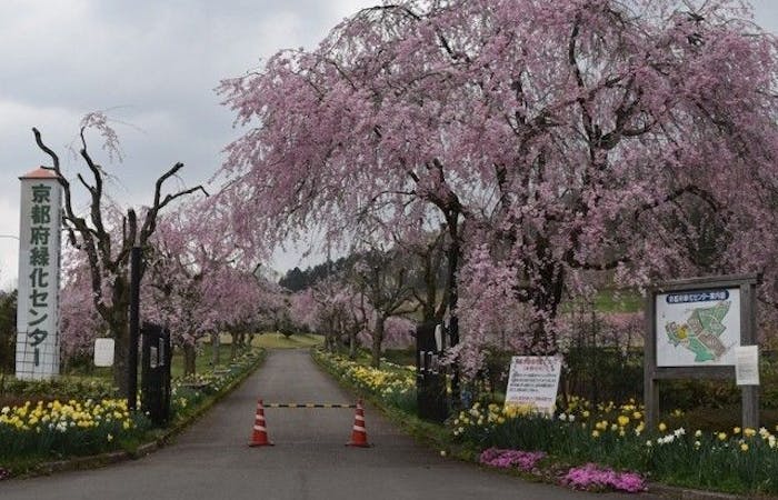 嵐山お花見21 嵐山 情緒あふれる桜景色を満喫 お花見おすすめ人気スポット30選 一休 Comレストラン 嵐山お花見21 嵐山 情緒あふれる桜景色を満喫 お花見おすすめ人気スポット30選 一休 Comレストラン