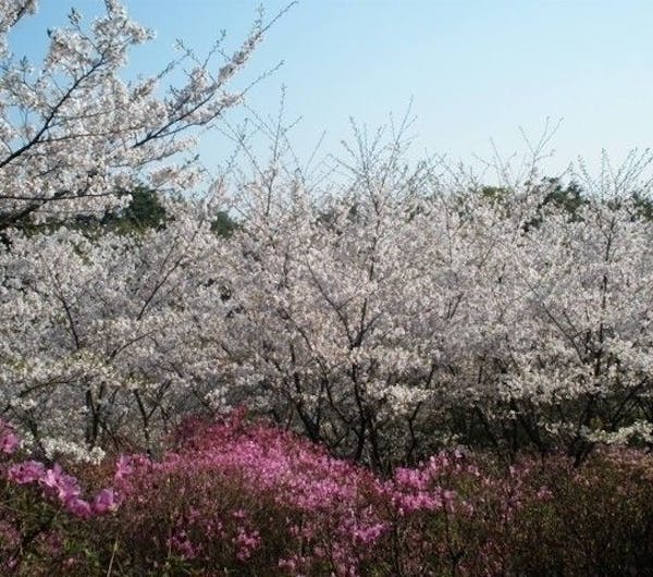 鴻ノ巣山 鴻ノ巣山運動公園 京都 城陽 京田辺 井出 人気お花見スポット 一休 Comレストラン 鴻ノ巣山 鴻ノ巣山運動公園 京都 城陽 京田辺 井出 人気お花見スポット 一休 Comレストラン
