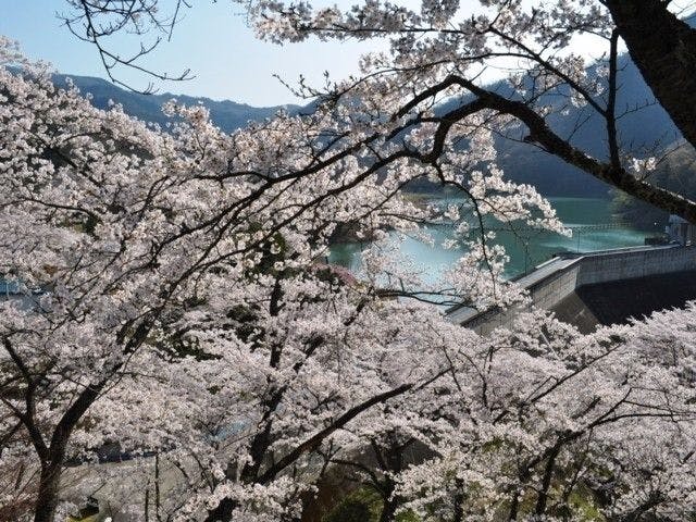 南丹お花見21 南丹 情緒あふれる桜景色を満喫 お花見おすすめ人気スポット19選 一休 Comレストラン