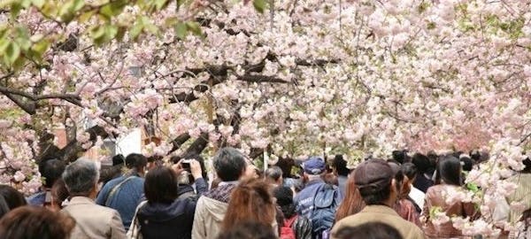 茨木 高槻 箕面 伊丹空港お花見22 茨木 高槻 箕面 伊丹空港 情緒あふれる桜景色を満喫 お花見おすすめ人気スポット30選 一休 Comレストラン 茨木 高槻 箕面 伊丹空港お花見22 茨木 高槻 箕面 伊丹空港 情緒あふれる桜景色を満喫 お花見おすすめ人気スポット30選 一休 Comレストラン