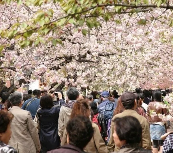 造幣局桜の通り抜け 大阪 天神橋 人気お花見スポット 一休 Comレストラン 造幣局桜の通り抜け 大阪 天神橋 人気お花見スポット 一休 Comレストラン