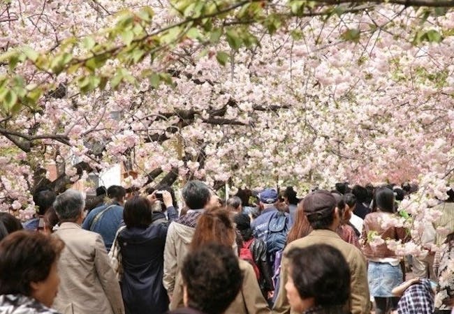 21年 大阪お花見で行きたい桜名所 大阪お花見におすすめ人気スポット9選 一休 Comレストラン 21年 大阪お花見で行きたい桜名所 大阪お花見におすすめ人気スポット9選 一休 Comレストラン