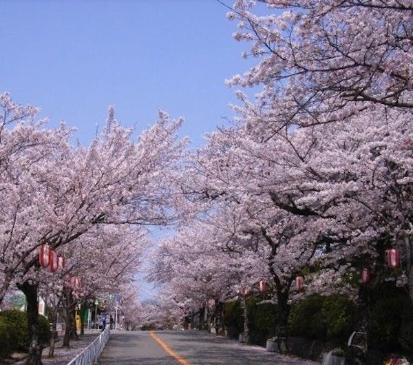 五月山緑地 大阪 池田 人気お花見スポット 一休 Comレストラン 五月山緑地 大阪 池田 人気お花見スポット 一休 Comレストラン