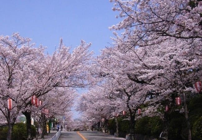 21年 大阪お花見で行きたい桜名所 大阪お花見におすすめ人気スポット9選 一休 Comレストラン 21年 大阪お花見で行きたい桜名所 大阪お花見におすすめ人気スポット9選 一休 Comレストラン