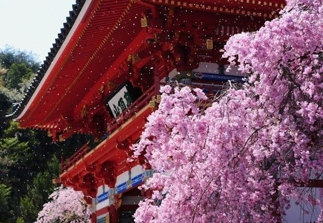 21年 大阪お花見で行きたい桜名所 大阪お花見におすすめ人気スポット9選 一休 Comレストラン 21年 大阪お花見で行きたい桜名所 大阪お花見におすすめ人気スポット9選 一休 Comレストラン