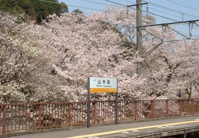 21年 大阪お花見で行きたい桜名所 大阪お花見におすすめ人気スポット9選 一休 Comレストラン 21年 大阪お花見で行きたい桜名所 大阪お花見におすすめ人気スポット9選 一休 Comレストラン