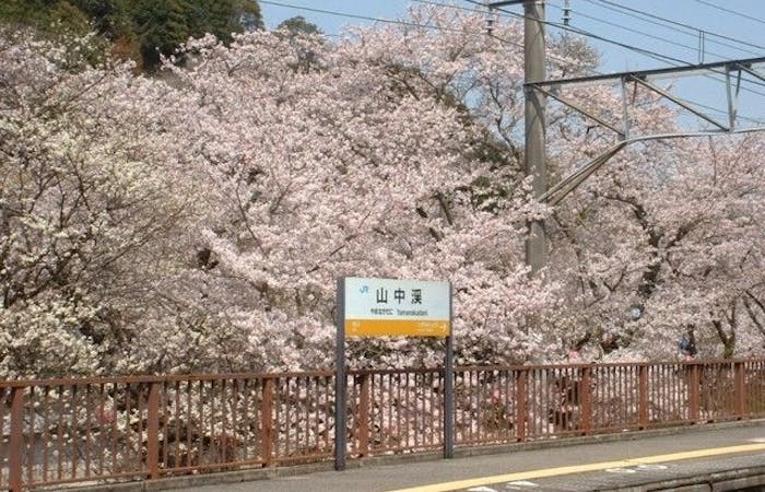 泉南お花見21 泉南 情緒あふれる桜景色を満喫 お花見おすすめ人気スポット11選 一休 Comレストラン 泉南お花見21 泉南 情緒あふれる桜景色を満喫 お花見おすすめ人気スポット11選 一休 Comレストラン