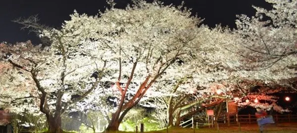 白浜お花見22 白浜 情緒あふれる桜景色を満喫 お花見おすすめ人気スポット4選 一休 Comレストラン 白浜お花見22 白浜 情緒あふれる桜景色を満喫 お花見おすすめ人気スポット4選 一休 Comレストラン
