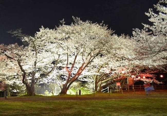 21年 大阪お花見で行きたい桜名所 大阪お花見におすすめ人気スポット9選 一休 Comレストラン 21年 大阪お花見で行きたい桜名所 大阪お花見におすすめ人気スポット9選 一休 Comレストラン
