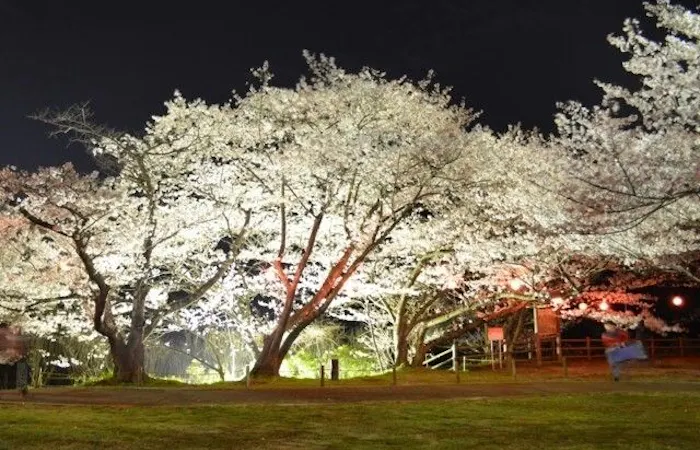 泉佐野お花見21 泉佐野 情緒あふれる桜景色を満喫 お花見おすすめ人気スポット14選 一休 Comレストラン 泉佐野お花見21 泉佐野 情緒あふれる桜景色を満喫 お花見おすすめ人気スポット14選 一休 Comレストラン