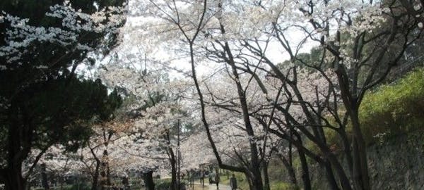 泉佐野お花見21 泉佐野 情緒あふれる桜景色を満喫 お花見おすすめ人気スポット14選 一休 Comレストラン 泉佐野お花見21 泉佐野 情緒あふれる桜景色を満喫 お花見おすすめ人気スポット14選 一休 Comレストラン