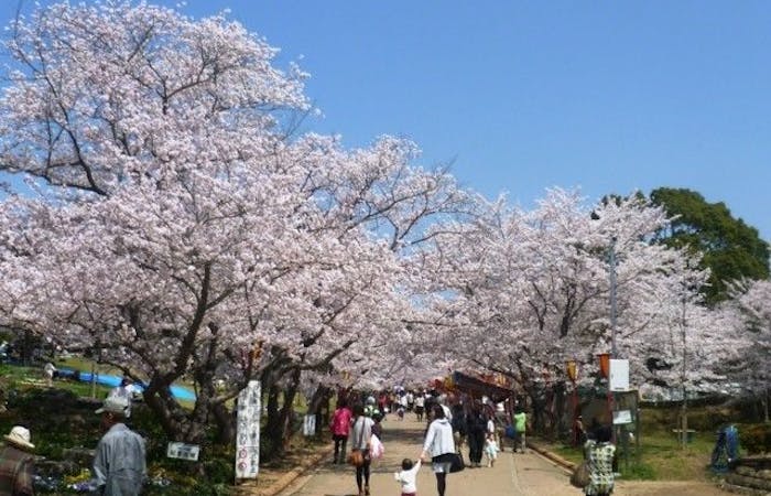 加古川 播磨 高砂お花見21 加古川 播磨 高砂 情緒あふれる桜景色を満喫 お花見おすすめ人気スポット12選 一休 Comレストラン 加古川 播磨 高砂お花見21 加古川 播磨 高砂 情緒あふれる桜景色を満喫 お花見おすすめ人気スポット12選 一休 Comレストラン