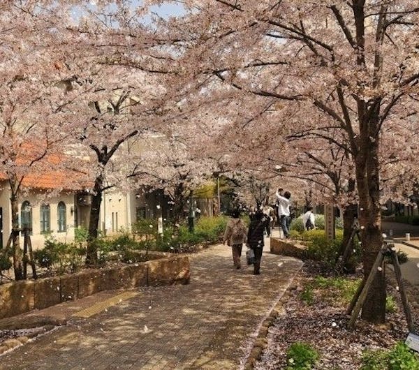 花のみち 兵庫 宝塚 人気お花見スポット 一休 Comレストラン 花のみち 兵庫 宝塚 人気お花見スポット 一休 Comレストラン