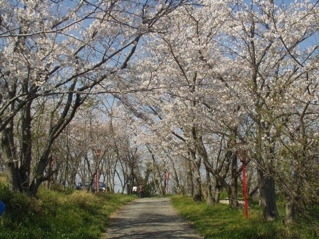 赤穂お花見22 赤穂 情緒あふれる桜景色を満喫 お花見おすすめ人気スポット7選 一休 Comレストラン