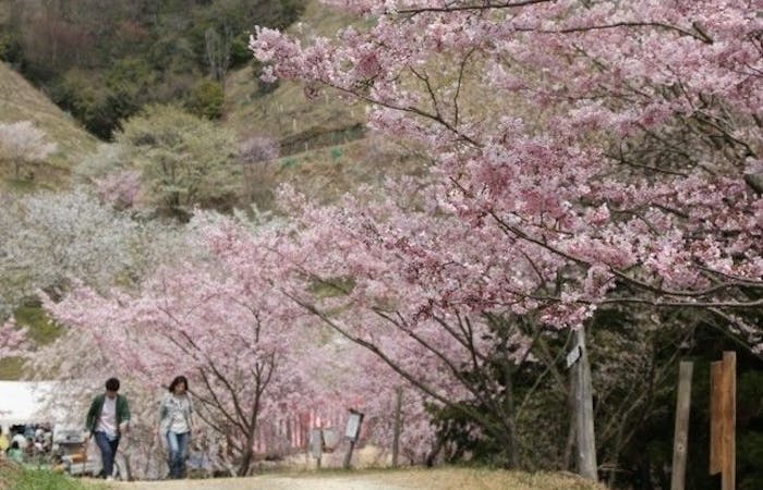 神河 市川 福崎お花見21 神河 市川 福崎 情緒あふれる桜景色を満喫 お花見おすすめ人気スポット7選 一休 Comレストラン 神河 市川 福崎お花見21 神河 市川 福崎 情緒あふれる桜景色を満喫 お花見おすすめ人気スポット7選 一休 Comレストラン